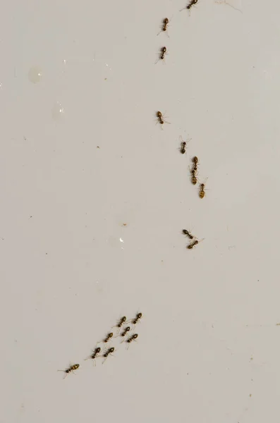 阿根廷蚂蚁沿着墙壁在几滴水旁边行走. — 图库照片