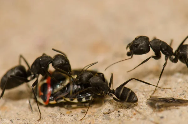Formigas cortando um bug de escudo. — Fotografia de Stock