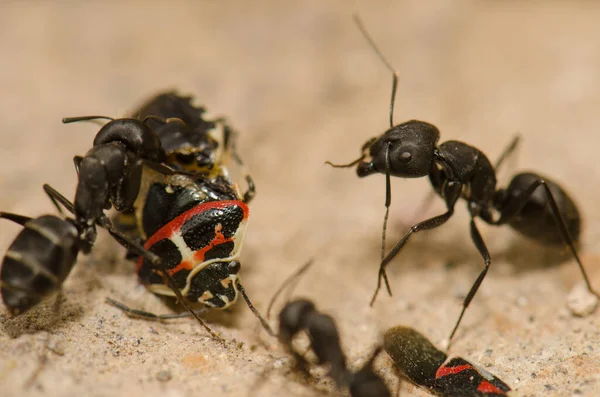 Fourmis découpant un bug de bouclier. — Photo