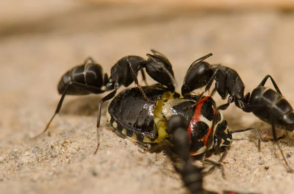 Ameisen zerschneiden einen Schildkäfer. — Stockfoto