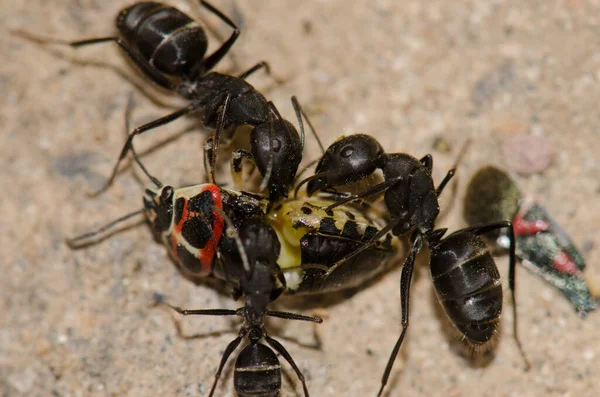 Ameisen zerschneiden einen Schildkäfer. — Stockfoto