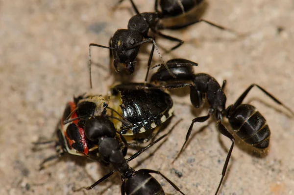 Formigas cortando um bug de escudo. — Fotografia de Stock