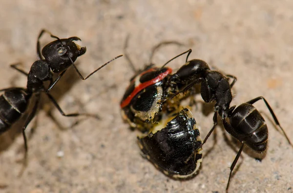 Formigas cortando um bug de escudo. — Fotografia de Stock