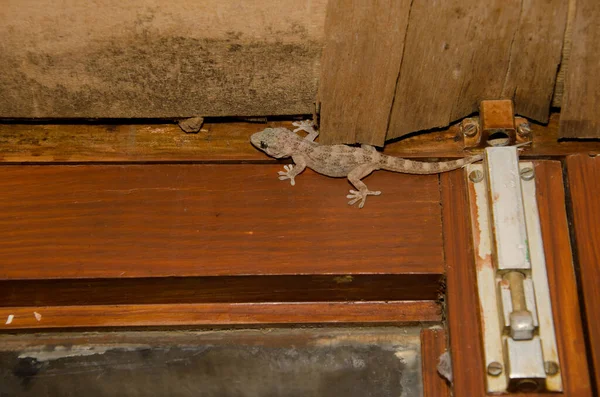 Boettgers muur gekko naast een raam vergrendeling. — Stockfoto