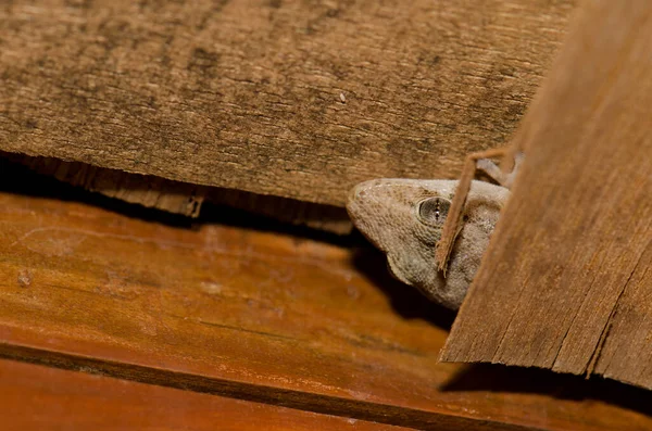 家の屋根の木材の間に隠れてブーツの壁gecko. — ストック写真