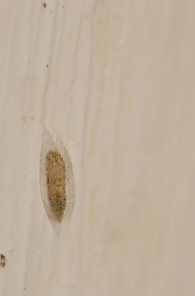 Pupa de un insecto en una pared. —  Fotos de Stock