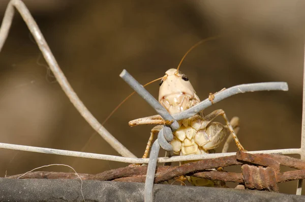 Guêtre méridional Decticus albifrons sur une clôture. — Photo