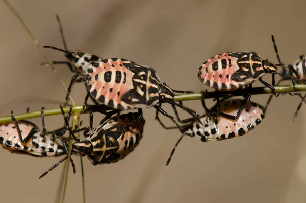 Nymphs of shield bug Euryderma ornata. — Stock Photo, Image