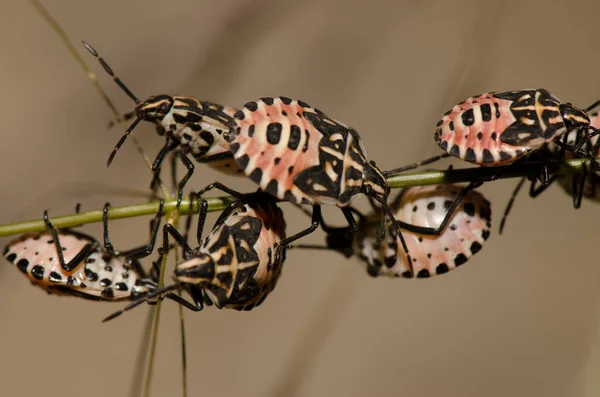 Nymphs of shield bug Euryderma ornata. — Stock Photo, Image