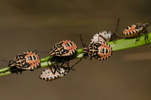 Nymfer af skjold bug Euryderma ornata. - Stock-foto