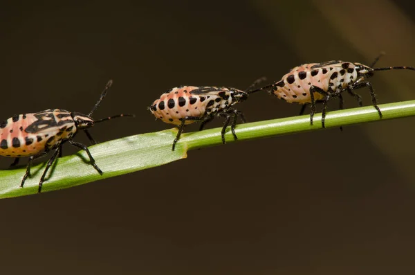 Ninfas del insecto escudo Euryderma ornata. — Foto de Stock