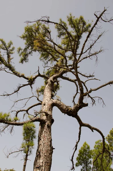 Канарская сосна Pinus canariensis. — стоковое фото