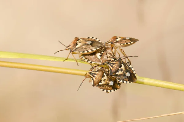 Група щитоподібних жуків Codophila . — стокове фото