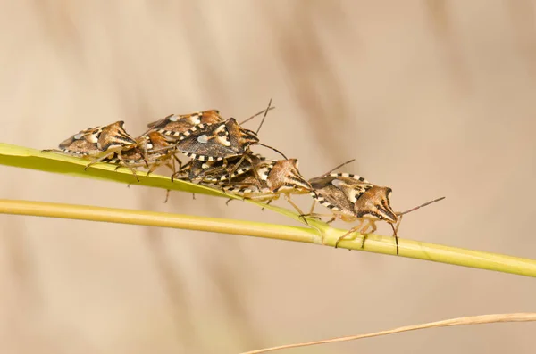 Group of shield bugs Codophila varia. — Stock Photo, Image