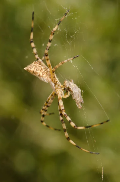 Aranha de jardim banhada alimentando-se de um gafanhoto. — Fotografia de Stock