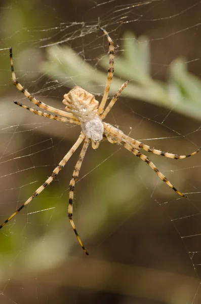 Obvázaný zahradní pavouk Argiope trifasciata. — Stock fotografie