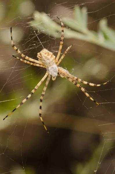 Aranha de jardim banhada Argiope trifasciata. — Fotografia de Stock