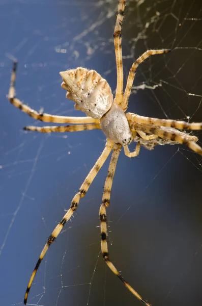 Zespolony pająk ogrodowy Argiope trifasciata. — Zdjęcie stockowe
