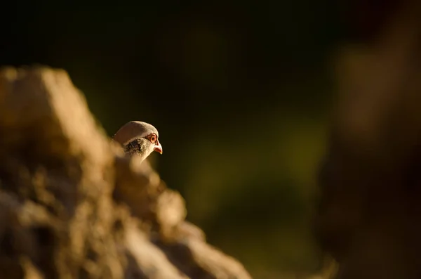 Head of red-legged partridge behind a rock. — Stock Photo, Image