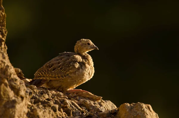 Jonge roodpootpatrijs Alectoris rufa. — Stockfoto