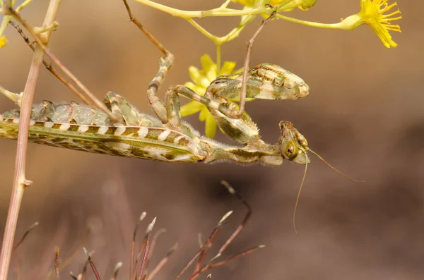 エジプトの花のマンティス｜Blepharopsis mendica. — ストック写真