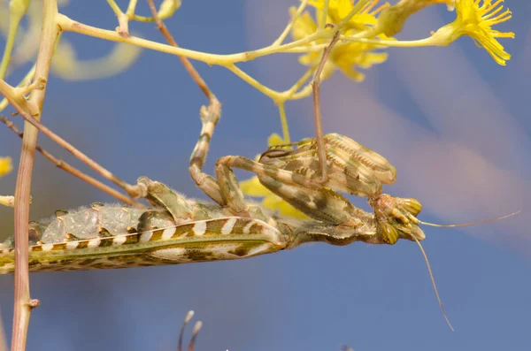 エジプトの花のマンティス｜Blepharopsis mendica. — ストック写真