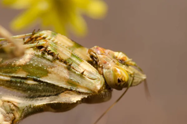 Egyptian flower mantis Blepharopsis mendica. — Stock Photo, Image