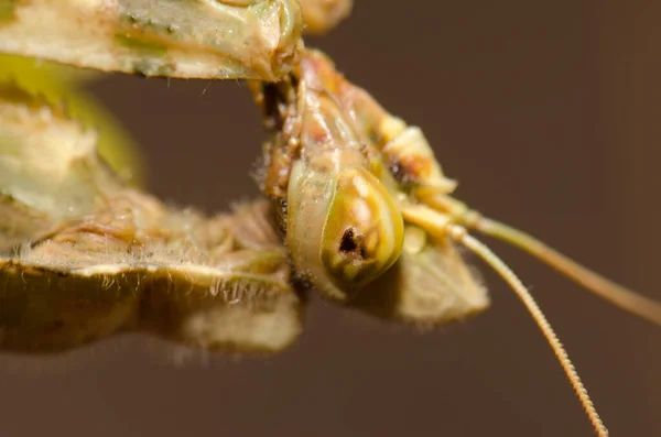 Єгипетський квітковий богомол Blepharopsis mendica. — стокове фото