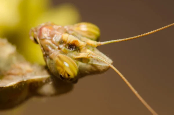 エジプトの花のマンティス｜Blepharopsis mendica. — ストック写真