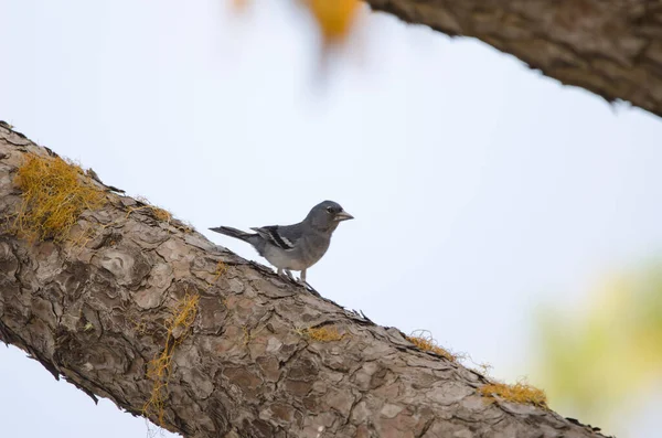 Gran Canaria blue chaffinch Fringilla polatzeki. — 스톡 사진