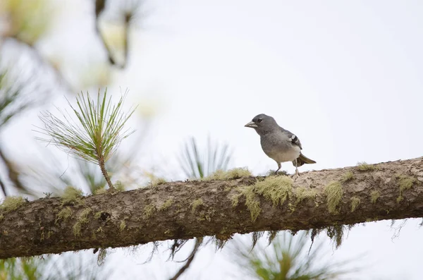 Gran Canaria blue chaffinch Fringilla polatzeki. — 스톡 사진