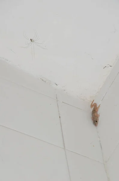 爸爸长腿蜘蛛和Boettgers墙壁虎. — 图库照片