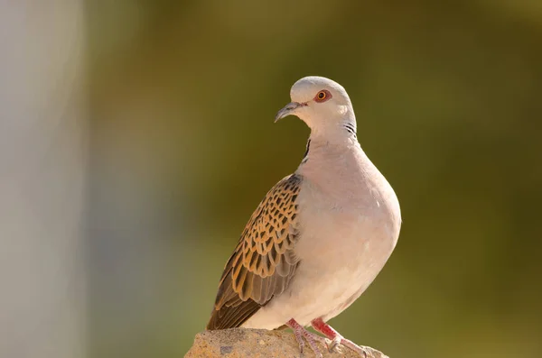 Paloma Tortuga Europea Streptopelia turtur . — Foto de Stock