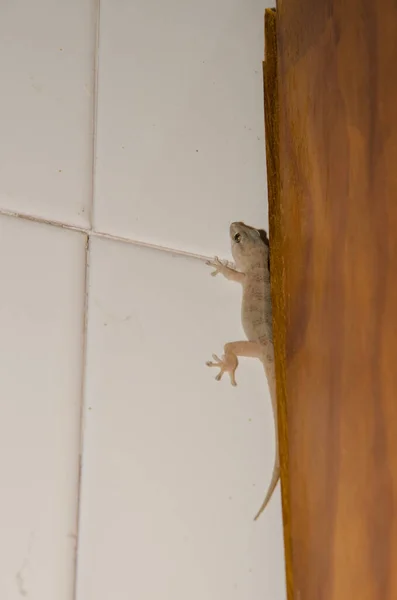 Boettgers pared gecko semi-oculto en una pared. —  Fotos de Stock