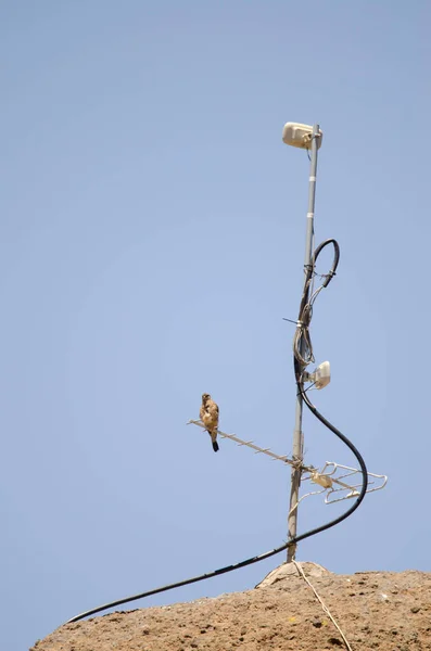 Kestrel comum empoleirado em uma antena. — Fotografia de Stock