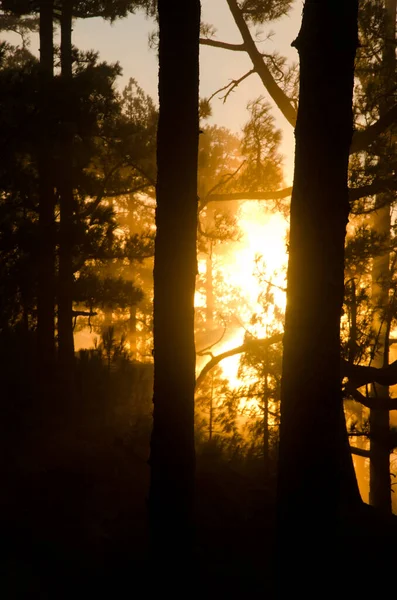 Wschód słońca w lesie sosny Wysp Kanaryjskich. — Zdjęcie stockowe