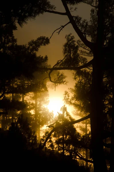 Wschód słońca w lesie sosny Wysp Kanaryjskich. — Zdjęcie stockowe