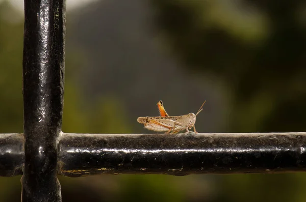 Langosta marroquí en la barra de hierro de una ventana. — Foto de Stock