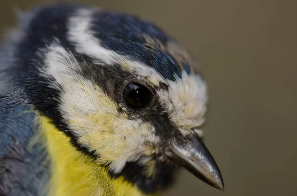 Head of African blue tit. — 图库照片