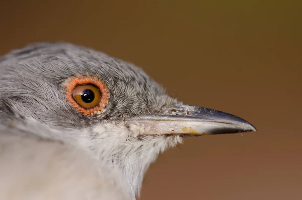 Kopf der Sardischen Grasmücke Sylvia melanocephala leucogastra. — Stockfoto