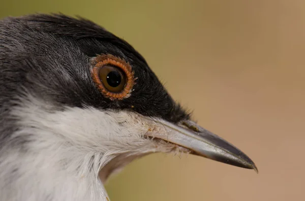 Kopf der Sardischen Grasmücke Sylvia melanocephala leucogastra. — Stockfoto