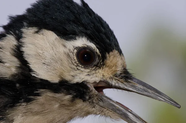 Cabeza de gran pájaro carpintero moteado. —  Fotos de Stock