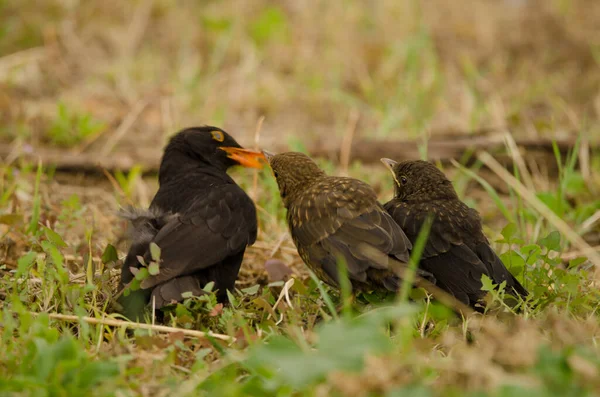 Common blackbirds Turdus merula cabrerae. — Stock Photo, Image