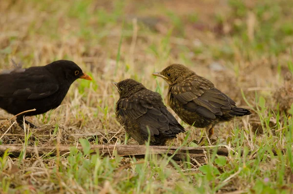 Common blackbirds Turdus merula cabrerae. — Stock Photo, Image