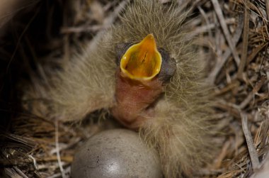 Berthelots 'un civciv ve yumurtası..