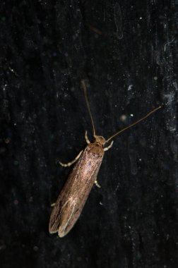 Çanta taşıyan güve Tinea pellionella. Las Palmas de Gran Kanaryası. Büyük Kanarya. Kanarya Adaları. İspanya.