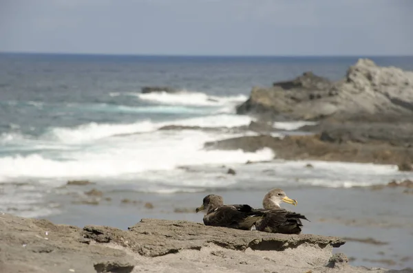 Młody Corys Strzyże Calonectris Borealis Podczas Jego Uwolnienia Gran Canaria — Zdjęcie stockowe