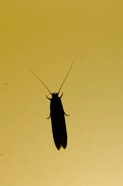 Çanta Taşıyan Güve Tinea Pellionella Las Palmas Gran Kanaryası Büyük — Stok fotoğraf