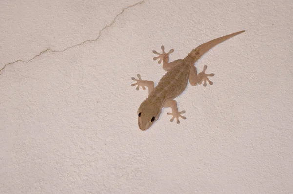 Boettgers Pared Gecko Tarentola Boettgeri Una Pared Las Palmas Gran —  Fotos de Stock