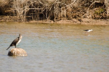 Kara kanatlı stilt Himantopus himantopus ve büyük karabatak ön planda. Charca de Maspaloma 'lar. Büyük Kanarya. Kanarya Adaları. İspanya.